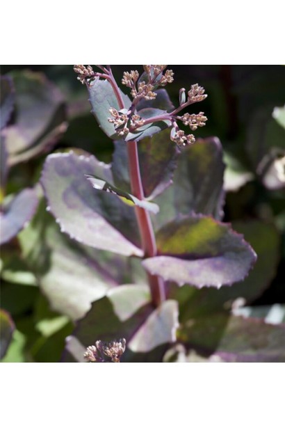 Sedum hybride Matrona листя 